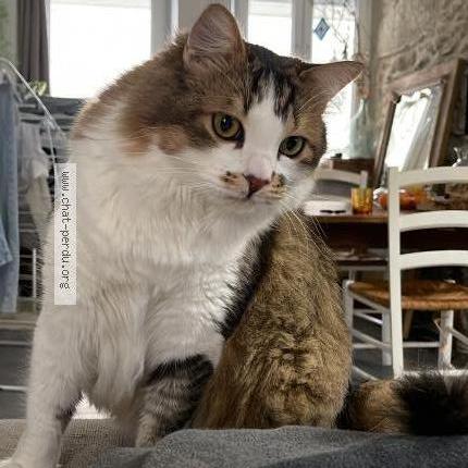 Photo 1/1 didou Chat lost in Saint laurent du pont