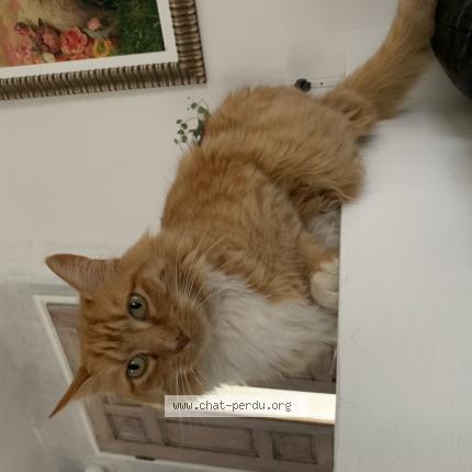 Photo 1/1 Tyrion Chat lost in Horgues