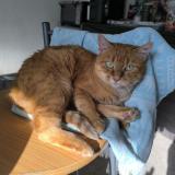 Picture of cat lost at Saint Jean En Royans