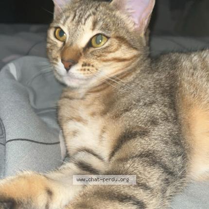 Photo 1/1 Tyra "pupuce" Chat lost in Grigny sur rhone