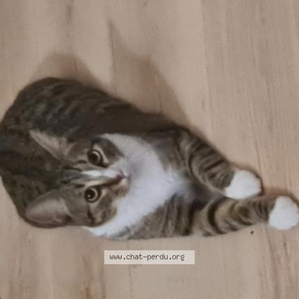 Photo 1/1 Yuna Chat lost in Tourcoing