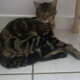 Picture of cat found at Lyon