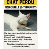 Picture of cat lost at Sartrouville