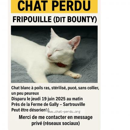 Photo 1/1 Fripouille dit bounty Chat lost in Sartrouville
