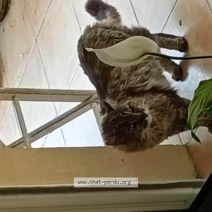 Photo 1/1 Found cat Found in Lescar