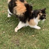 Picture of cat found at Trelon