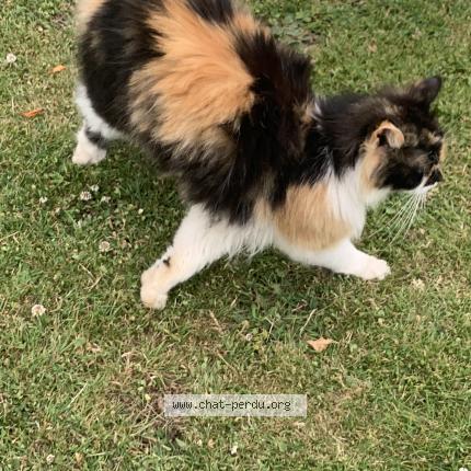 Photo 1/1 Found cat Found in Trelon