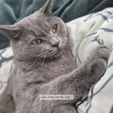 Foto 1/1 Kat teruggevonden Vermist in Denderleeuw