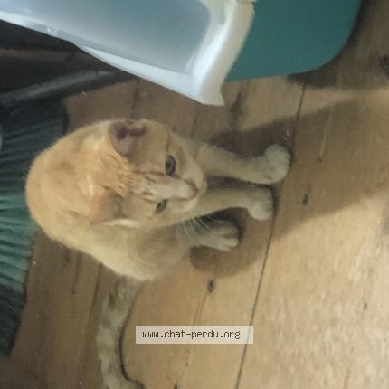 Photo 1/1 Found cat Found in Oloron ste marie