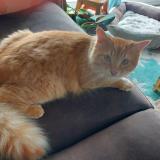 Picture of cat lost at Taulignan