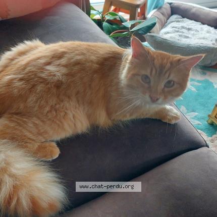 Photo 1/1 ROUKY Chat lost in Taulignan