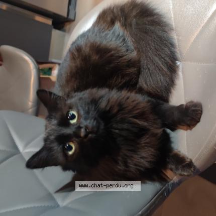 Photo 1/1 Louna Chat lost in Savigny