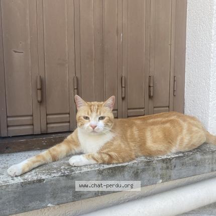 Photo 1/1 pogo Chat lost in Creteil