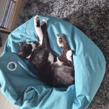 Picture of cat lost at Voiron