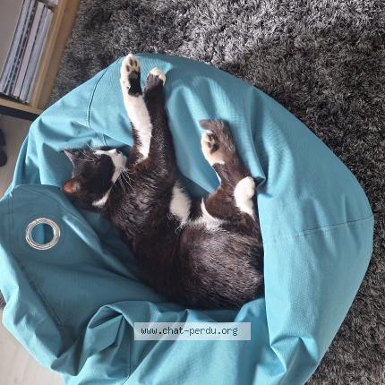 Photo 1/1 SIMBA Chat lost in Voiron