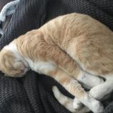 Picture of cat lost at Bidart