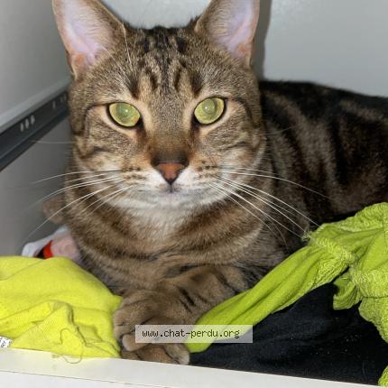 Photo 1/1 Lino Chat lost in Breuillet