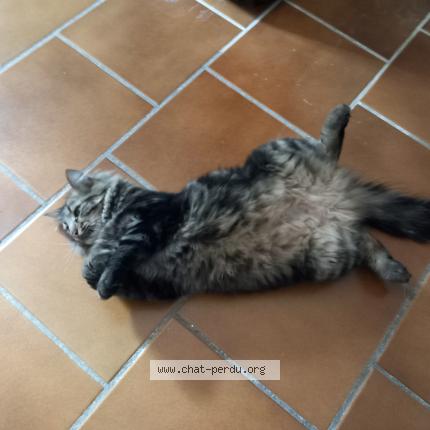 Photo 1/1 Grignotte Chat lost in Castres