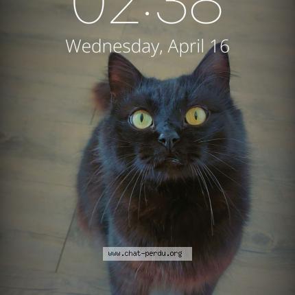 Photo 1/1 Temp&ecirc;te Chat lost in Montfort sur meu