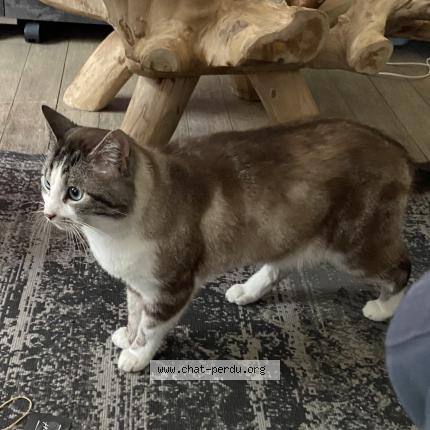 Foto van vermiste kat in Marcinelle