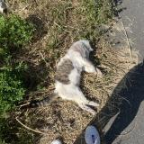 Picture of cat found at Montigny Le Bretoneux