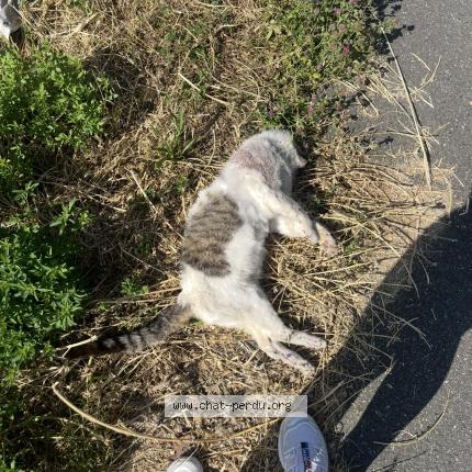 Photo 1/1 Found cat Found in Montigny le bretoneux