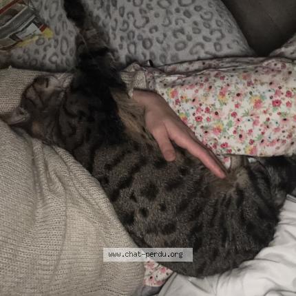 Photo 1/2 Nala Chat lost in Montbeliard