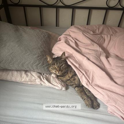 Photo 2/2 Nala Chat lost in Montbeliard