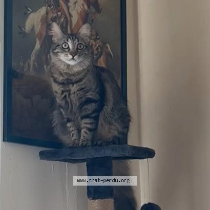 Photo 1/1 Izzy Chat lost in Bretigny sur orge