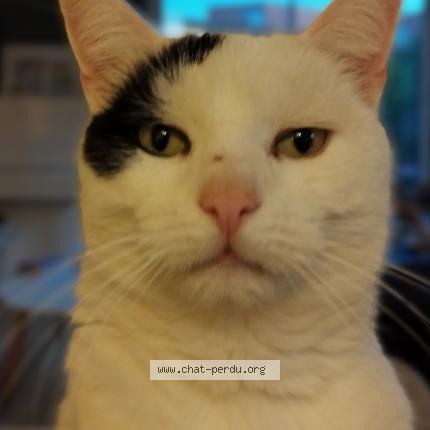 Photo 1/1 Yuki Chat lost in Villeneuve d ascq