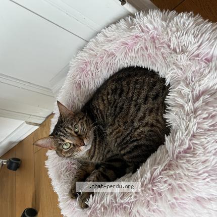 Photo 1/1 Noisette Chat lost in Colmar