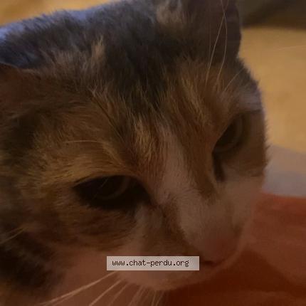 Photo 1/1 B&eacute;b&eacute; chat Chat lost in Fleury sur orne