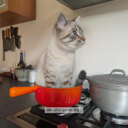 Photo 1/1 nicolas richard Chat lost in Sevrier