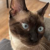 Picture of cat lost at Creteil