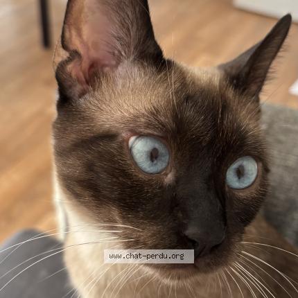 Photo 1/1 Chatbidou Chat lost in Creteil