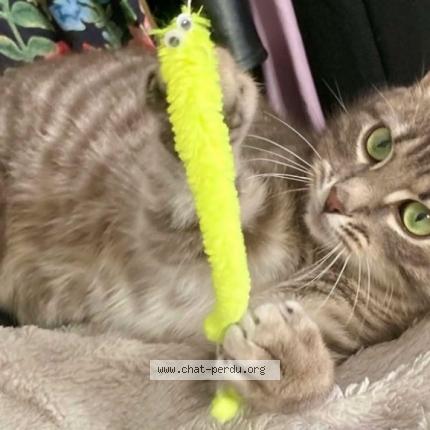 Photo 1/1 Kawaii Chat lost in Aubiere