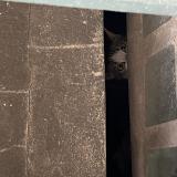 Picture of cat found at Bruxelles