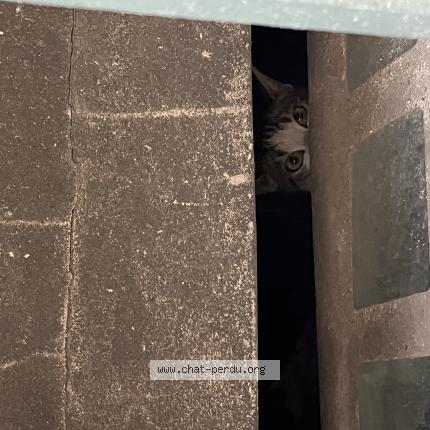 Photo 1/1 Found cat Found in Bruxelles