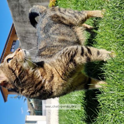 Photo 1/1 Chouwi Chat lost in Scionzier