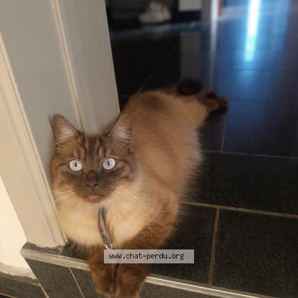 Foto van vermiste kat in Jumet