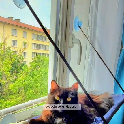 Photo 1/1 Didou Chat lost in Lyon