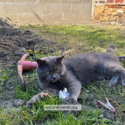 Photo 1/3 Rico Chat lost in Guyancourt