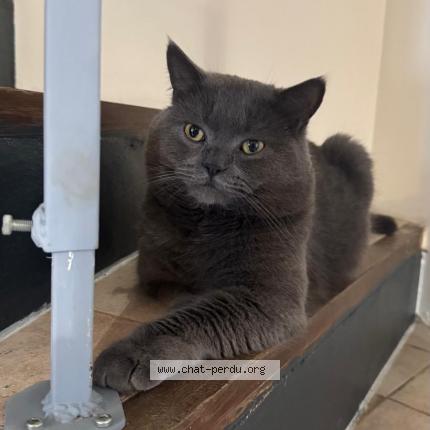 Photo 2/3 Rico Chat lost in Guyancourt