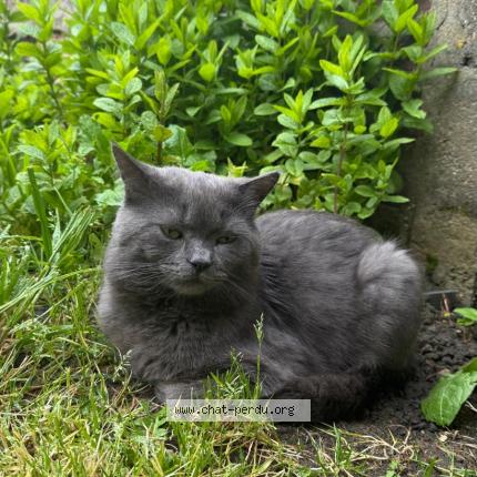 Photo 3/3 Rico Chat lost in Guyancourt