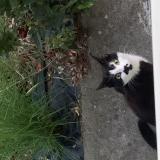 Picture of cat found at Audrieu