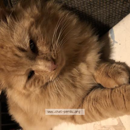 Photo 1/1 Boulette Chat lost in Saint vivien de medoc