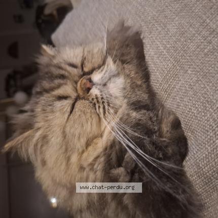 Photo 1/1 Simba Chat lost in Saint jean de galaure