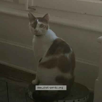 Photo 1/1 Louise-Michel Chat lost in Lyon