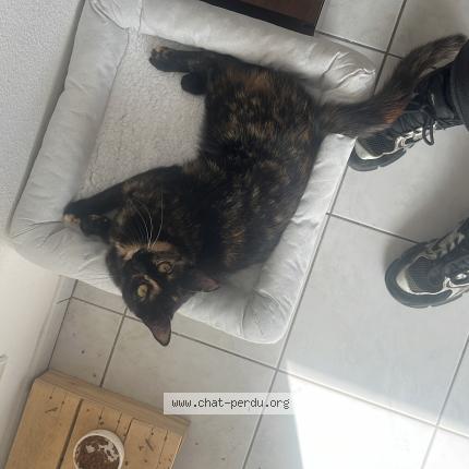 Photo 1/1 Deca Chat lost in Gaillav