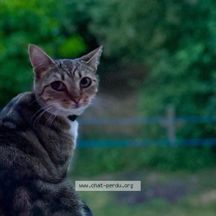 Photo 1/1 Youna Chat lost in Arconnay